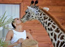 woman feeding giraffe with mouth